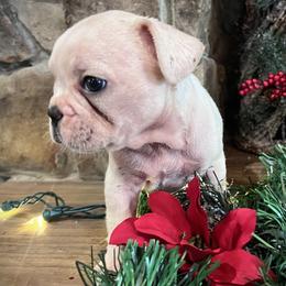 Boy 3 - Cream male French Bulldog puppy in Mayo, Florida from Lyons Heart Pups