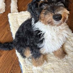 Bernedoodle, Goldendoodle, and Golden Mountain Doodle Puppies from Sonoran Standard Doodles