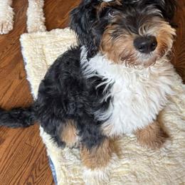 Bernedoodle, Goldendoodle, and Golden Mountain Doodle Puppies from Sonoran Standard Doodles