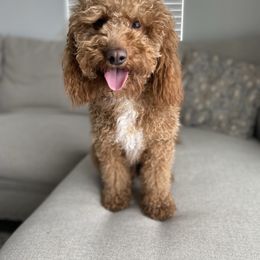 Bruce - Goldendoodle