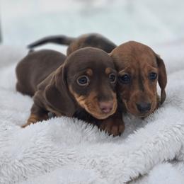 Dachshund puppies from Iowa Dachshunds