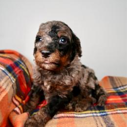 Oak - Merle male Bernedoodle puppy in Bowling Green, Ohio from Windy Creek Doodles