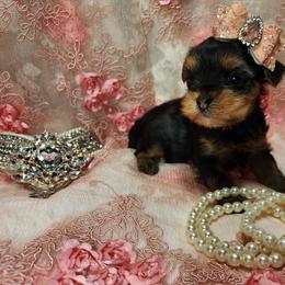 Yorkshire Terrier Puppies from Hetzel’s Enchanted Yorkies (Michigan)
