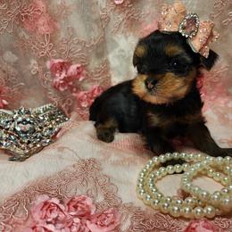 Yorkshire Terrier Puppies from Hetzel’s Enchanted Yorkies (Michigan)