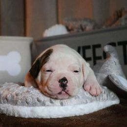 American Bulldog Puppies from Vergara Bulls