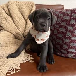 Nyx - Gray female Cane Corso puppy in Utah from 3Lake Kennelz