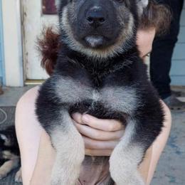 German Shepherds from Show Stopping Shepherds