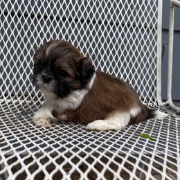 Goomba - Tricolor Shih Tzu puppy in Carthage, Missouri from Little Lion Puppies