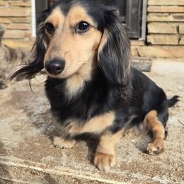 Izzy - Dachshund
