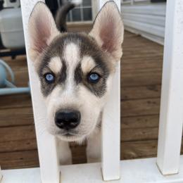 Siberian Husky Puppies from Final Siberians