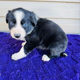 Ash - Black & white male Australian Shepherd puppy in Charlotte, North Carolina from Awesome Aussies