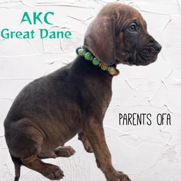 Great Danes and Pugs from WV Furkids