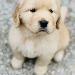 Ellen - Golden female Golden Retriever puppy in Saint Pauls, North Carolina from Copperfield’s Goldens