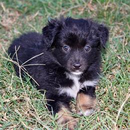 Cherry - Black tri female Miniature Australian Shepherd puppy in Iola, Texas from MK Aussies