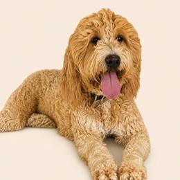 Ellianna - Bernedoodle