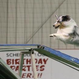 Shetland Sheepdog All Grown Up from Promise Shelties