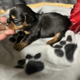 AKC Roman - Blue and gold male Yorkshire Terrier puppy in Elgin, South Carolina from Silver Bells Paw Prints