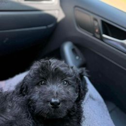 Oreo - Black female Assorted Doodle Crosses puppy in Jackson, Georgia from LaiCi Doodles