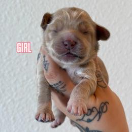 Girl 3 - Caramel female Australian Labradoodle puppy in Valley Springs, California from Blue Denim Doodles