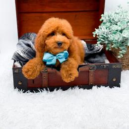 Edwin - Red  male Goldendoodle puppy in North Carolina from NC Doodle Puppies