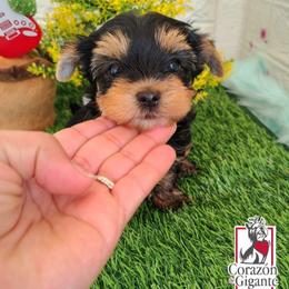 Nigel - Black and tan male Yorkshire Terrier puppy in California from Corazon de gigante