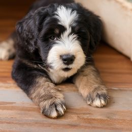 Barbado da Terceira puppies from New World Barbado da Terceira