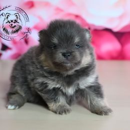 Gucci - Blue and tan male Pomeranian puppy in Fultonville, New York from Sandy Aussies & Pomeranians