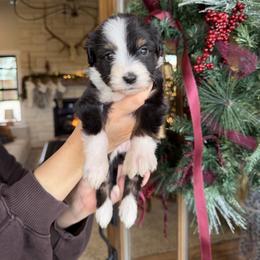Judy - Tri-color female Bernedoodle puppy in Yuba City, California from Ranch House Doodles