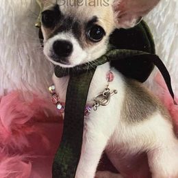 Chihuahua and Dachshund Puppies from Blue Tails Farm