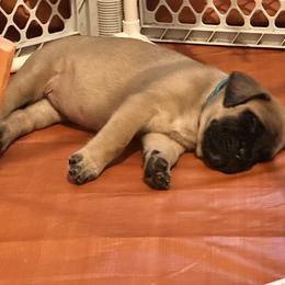 Teal collar - Fawn female Mastiff puppy in Lincolnton, North Carolina from Little Mountain Mastiffs