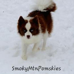 Andi - Pomsky