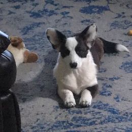 Cardigan Welsh Corgi Puppies from Stornoway Cardigan Welsh Corgis