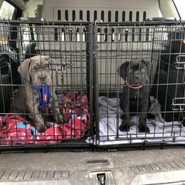 Cane Corso Puppies from Coastal View Kennels