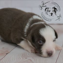 Zaychella - Red tri-color female Australian Shepherd puppy in Fultonville, New York from Sandy Aussies & Pomeranians