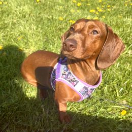 Tessa - Dachshund
