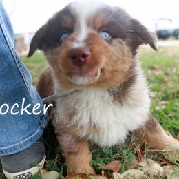 Rocker - Red merle male Miniature Australian Shepherd puppy in Godley, Texas from Flying H Toy and Mini Aussies