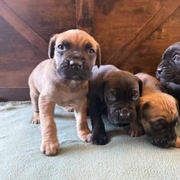 Cane Corso Puppies from Cowan Farms