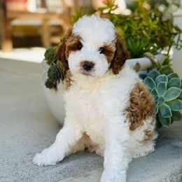 Dakota - Blenheim female Cavapoo puppy in Aiken, South Carolina from Cavapoos of the Carolinas