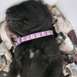Purple collar Girl 4 - Black female Cane Corso puppy in Cottonport, Louisiana from Sweet Cane Corsos