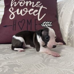 Romeo - Black male Italian Greyhound puppy in Huntsville, Ohio from WAHLTOWAHLIGGYS