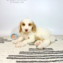 Iris - Apricot female Goldendoodle puppy in Southwest Ranches, Florida from Dandy Doodle Ranch