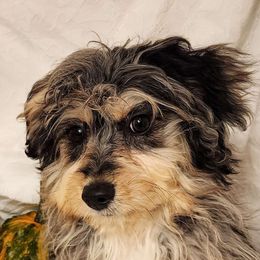 Holly - Aussiedoodle puppy from Sandy Hill Farm Aussies, LLC
