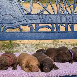 Chesapeake Bay Retriever Puppies from Soap Stone Ridge