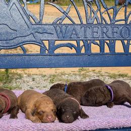 Chesapeake Bay Retriever Puppies from Soap Stone Ridge