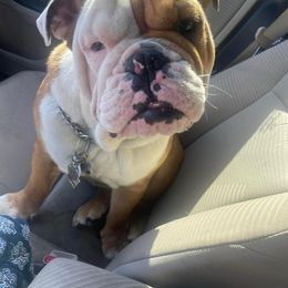 Chubbz - Bulldog