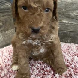 Winston - Red  male Poodle puppy in Camden, Michigan from Pawfect Companions