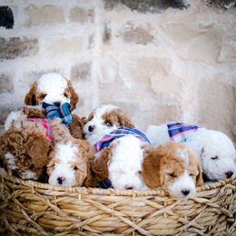 Poodle Puppies from Doodle Puppy Parti