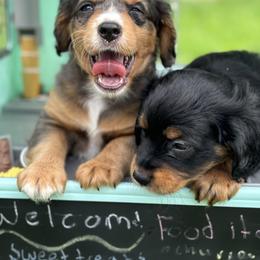 Aussiedoodle Puppies from Casee Wisniewski