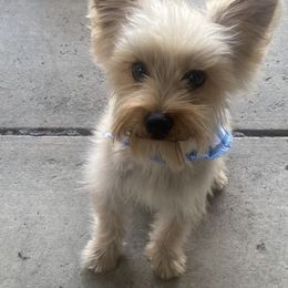Rocco - Yorkshire Terrier