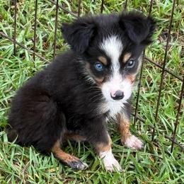 Tate - Black tri male Toy Australian Shepherd puppy in Ambrose, Georgia from Brandilyn's Aussies